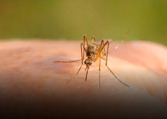 Culex lactator, el mosquito que levanta alarmas en Florida