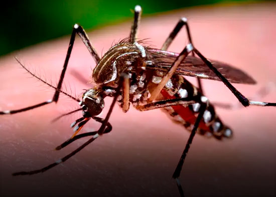 Este año tendremos muchos casos de dengue muy parecido al 2023, advierte experto