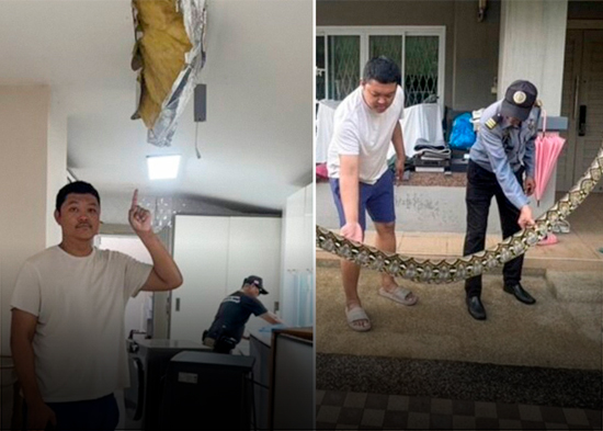 Una pitón de 5 metros rompe el techo de una casa y se come a un gato