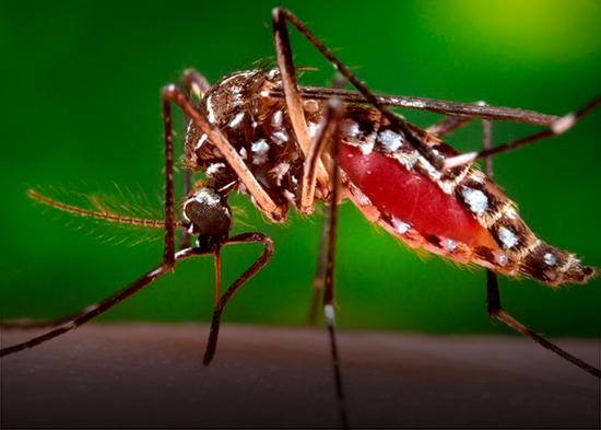 ¡Alerta! Estos son los síntomas de la chikungunya que ya registra casos en República Dominicana