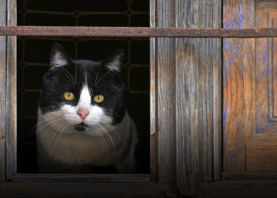 Gato que sobrevivió 5 meses en las montañas de Canadá volverá a casa por Navidad
