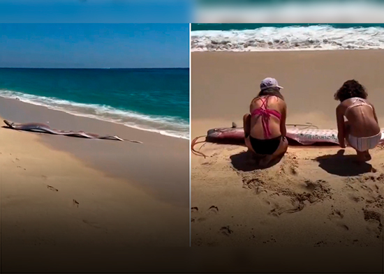 VIDEO: Dos 'peces del fin del mundo' aparecen varados en una playa de México