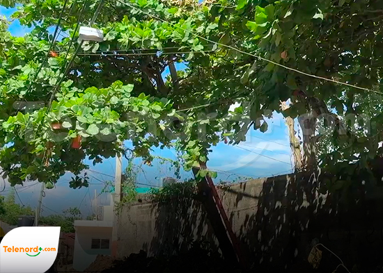 Sector Las Flores exige poda urgente de árbol que pone en riesgo el tendido eléctrico