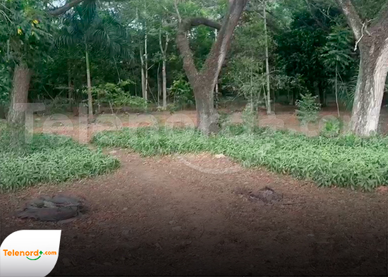 Paralizan construcciones ilegales dentro del Parque Ecológico Rivera del Río Jaya en SFM