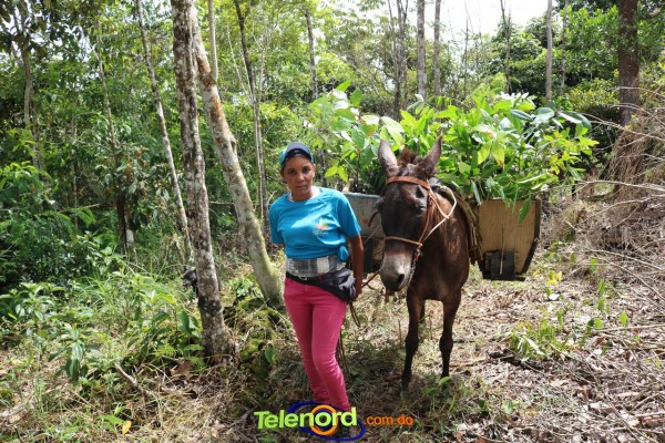 Telenordcomdo00037 Telenordcomdo00037
