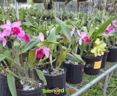 Telenordcomdo00040 Telenordcomdo00040