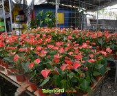 Telenordcomdo00046 Telenordcomdo00046